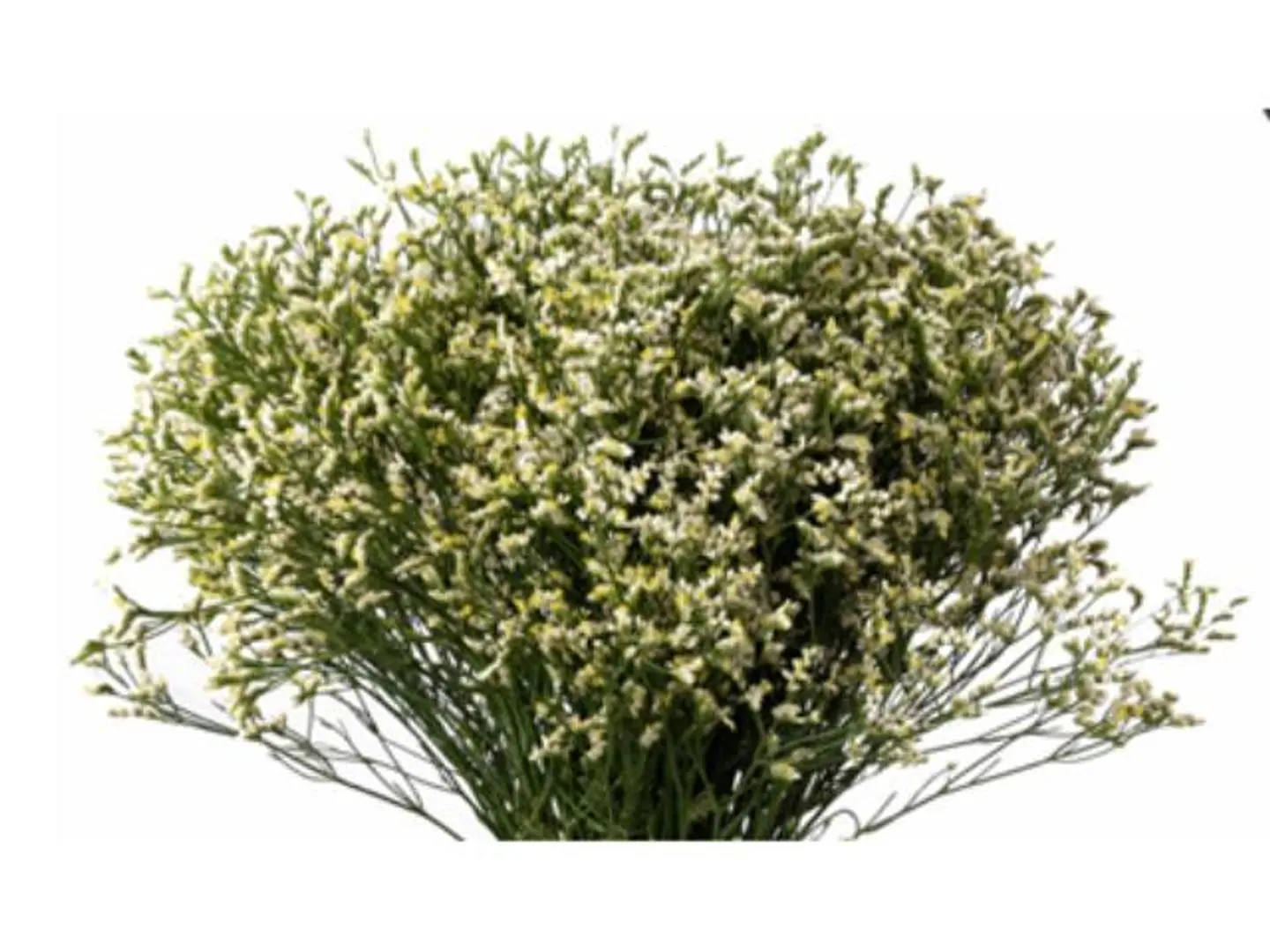 Limonium White