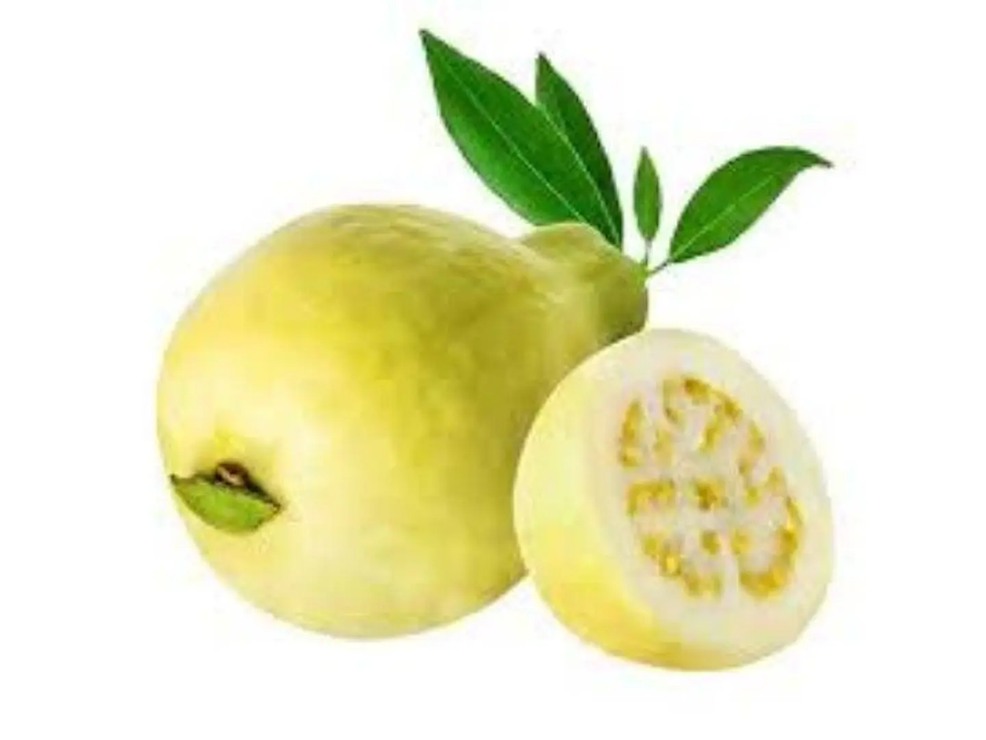 جوافة
