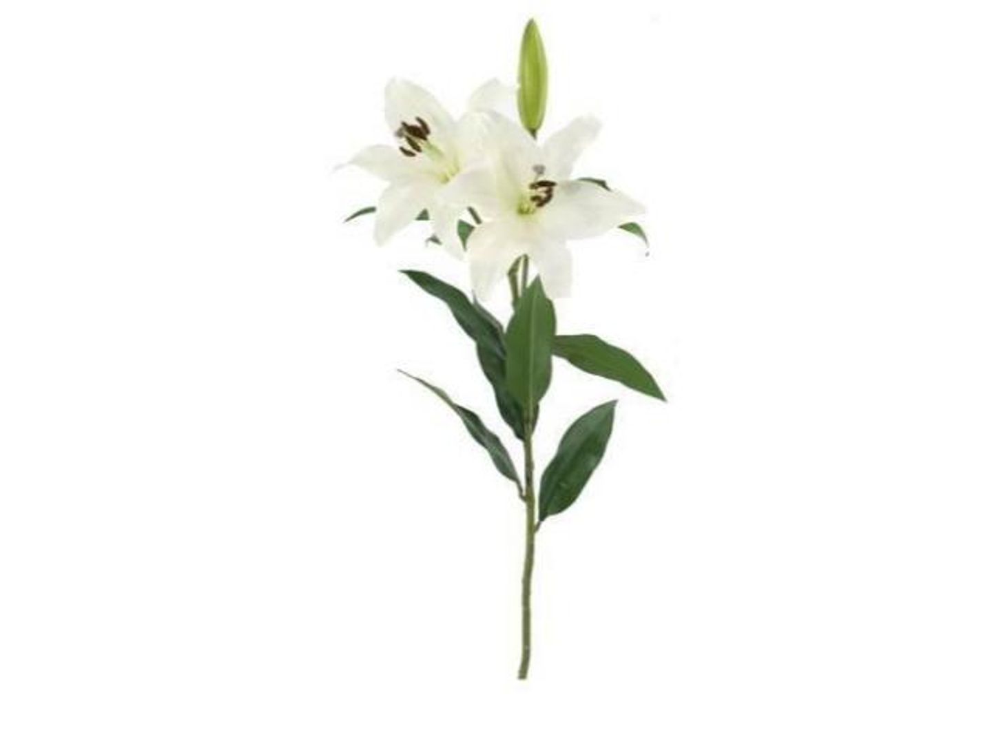 Casablanca White