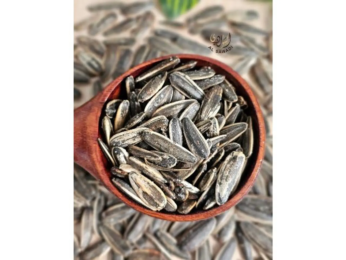 حب شمسي مالح خش