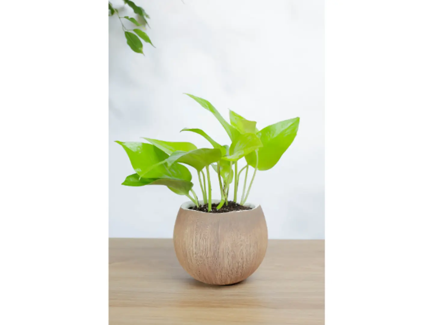 بوتس نيون في اصيص رخام بتصميم جوز الهند مميز وجذاب