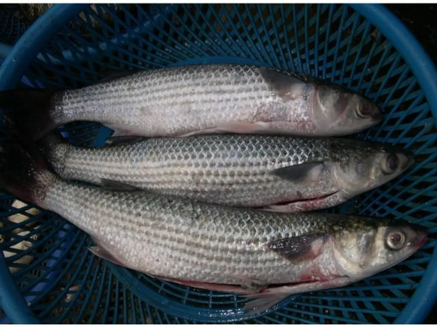 Mullet