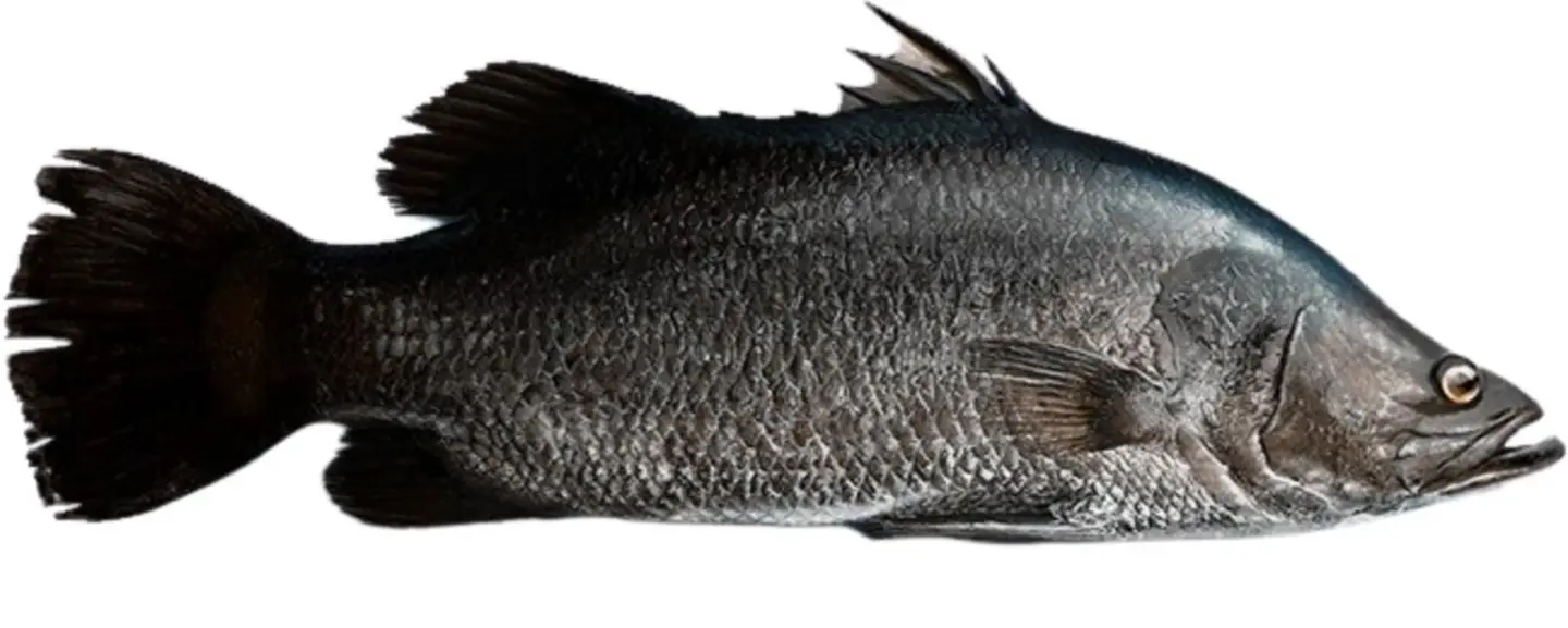 Fried Bass 900 1200 G