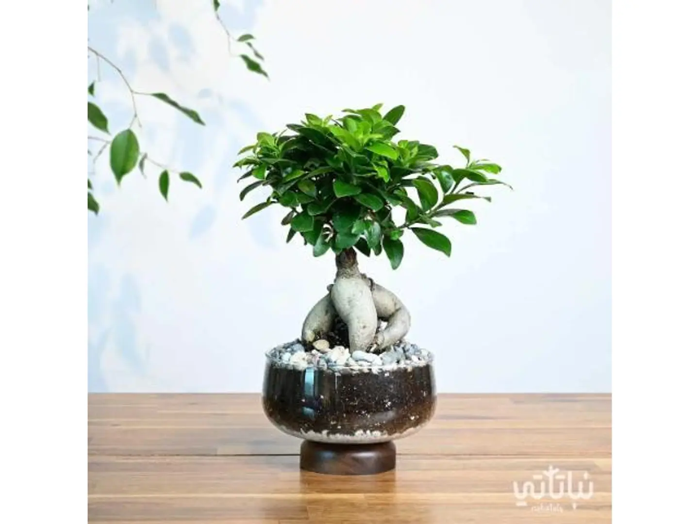 Small Bonsai Glass