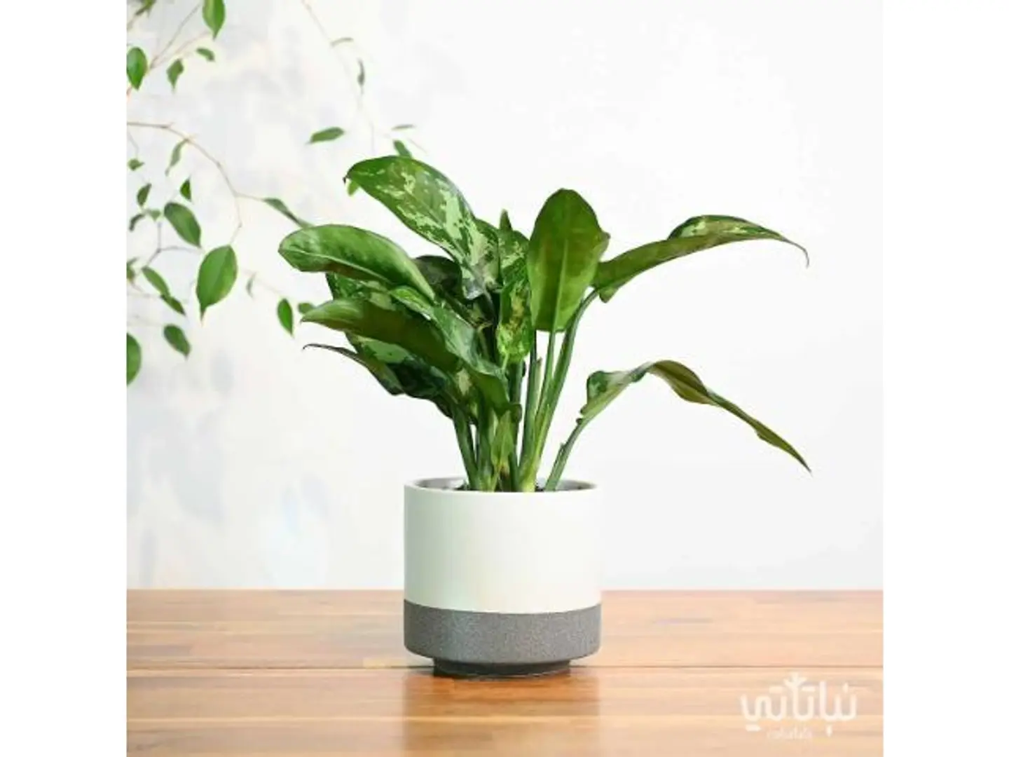 Aglaonema White Ceramic