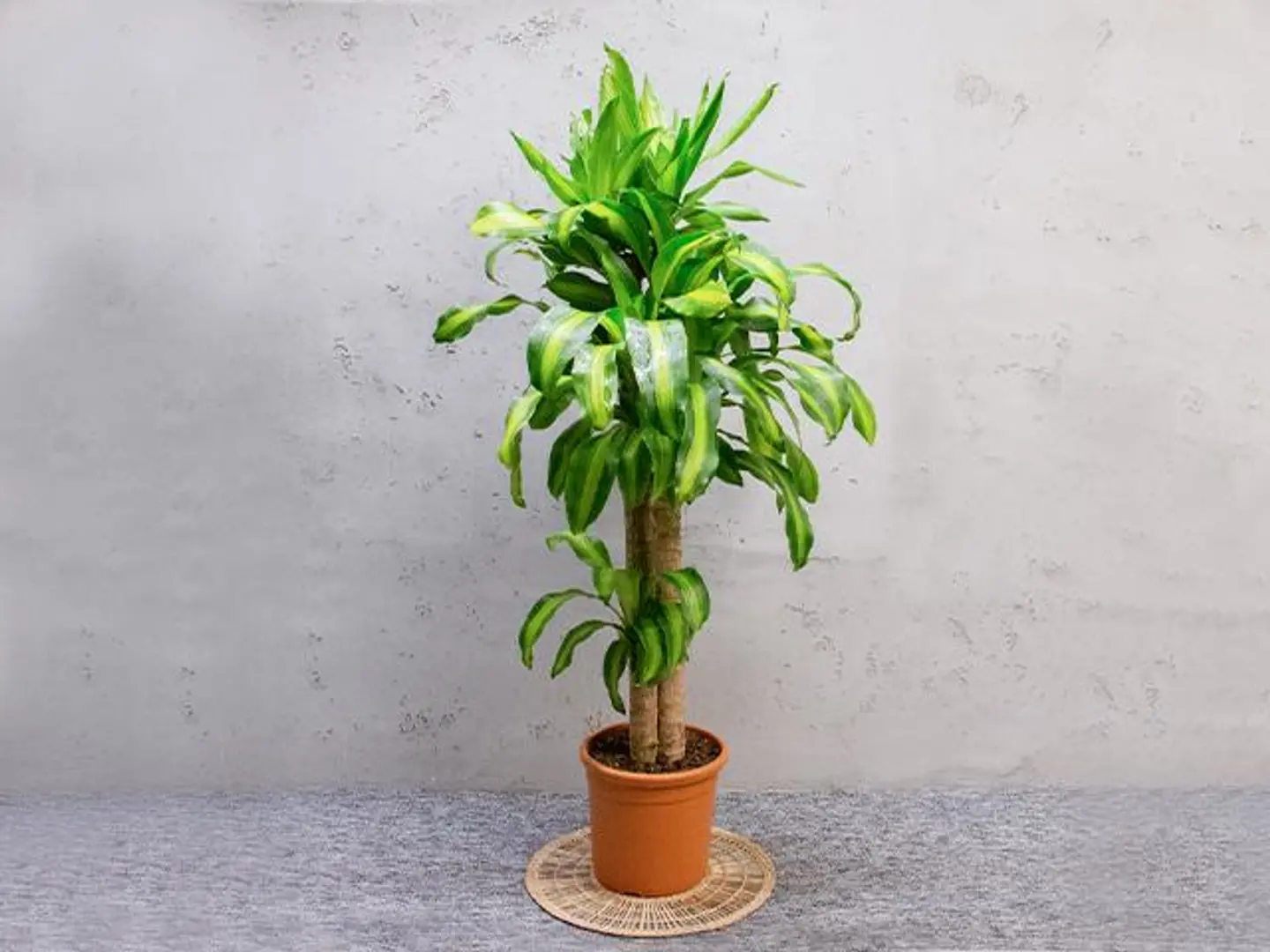 Dracaena Massangeana Plant