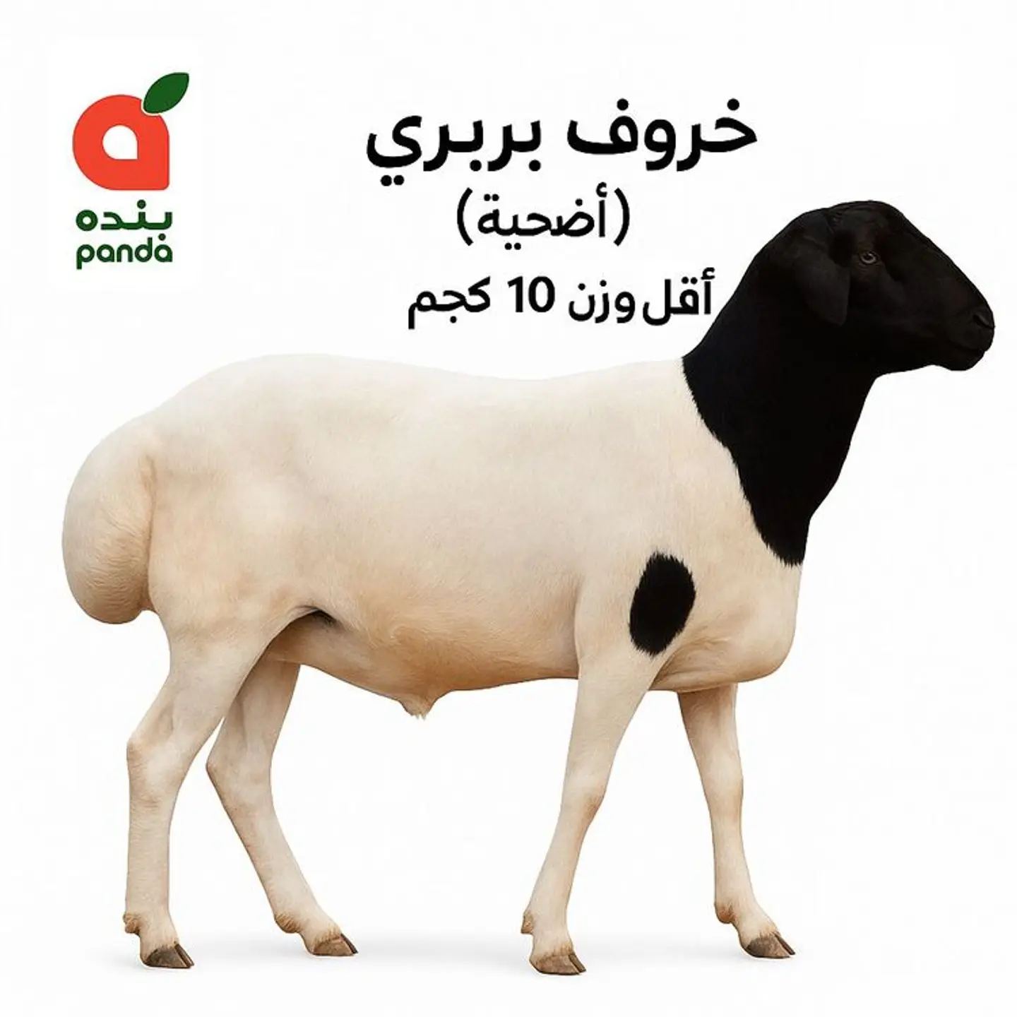 Fresh Barbary Lamb (Adhia) Min Weight 10 Kg