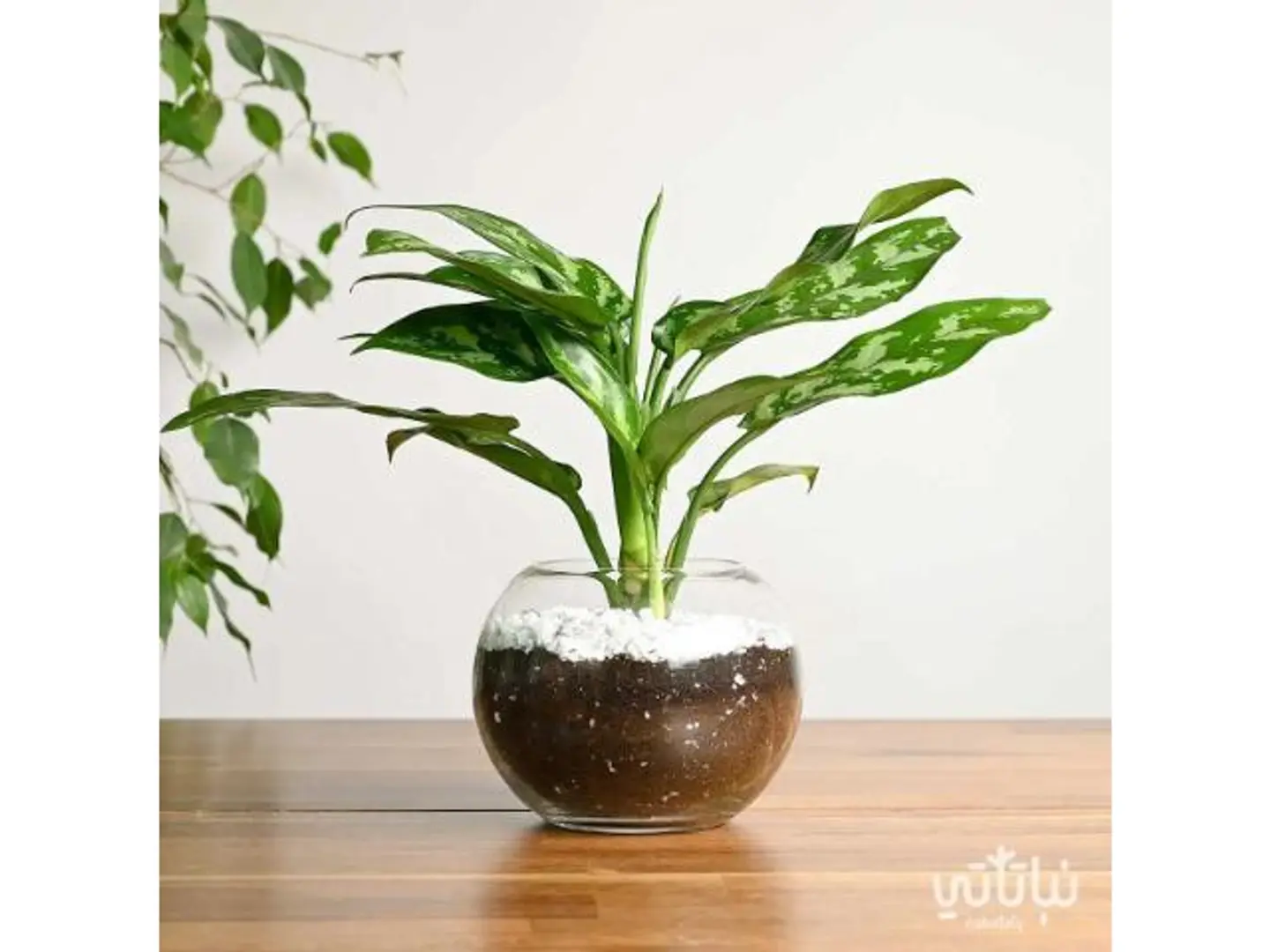 Aglaonema Round Glass