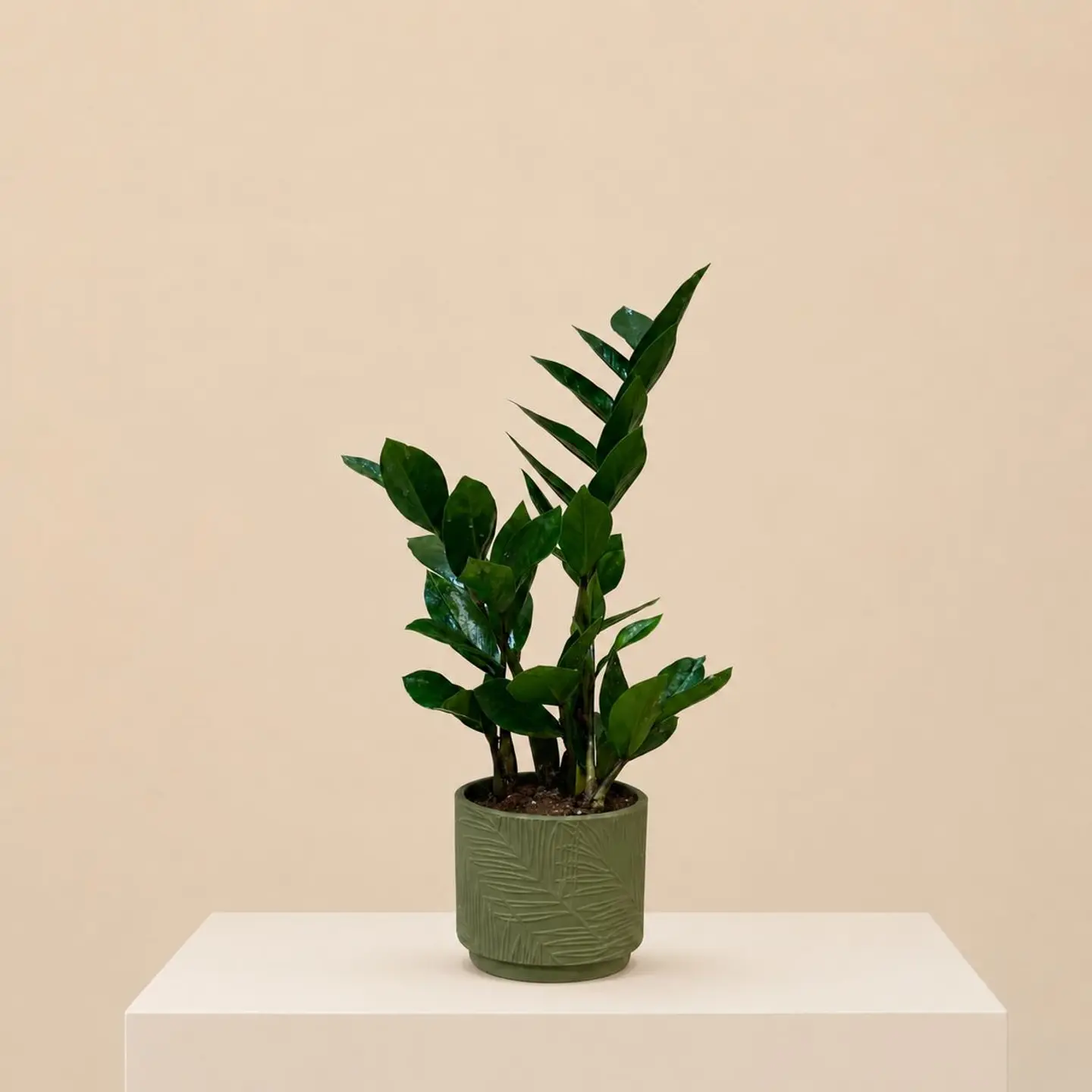 Luxury Zamia Plant