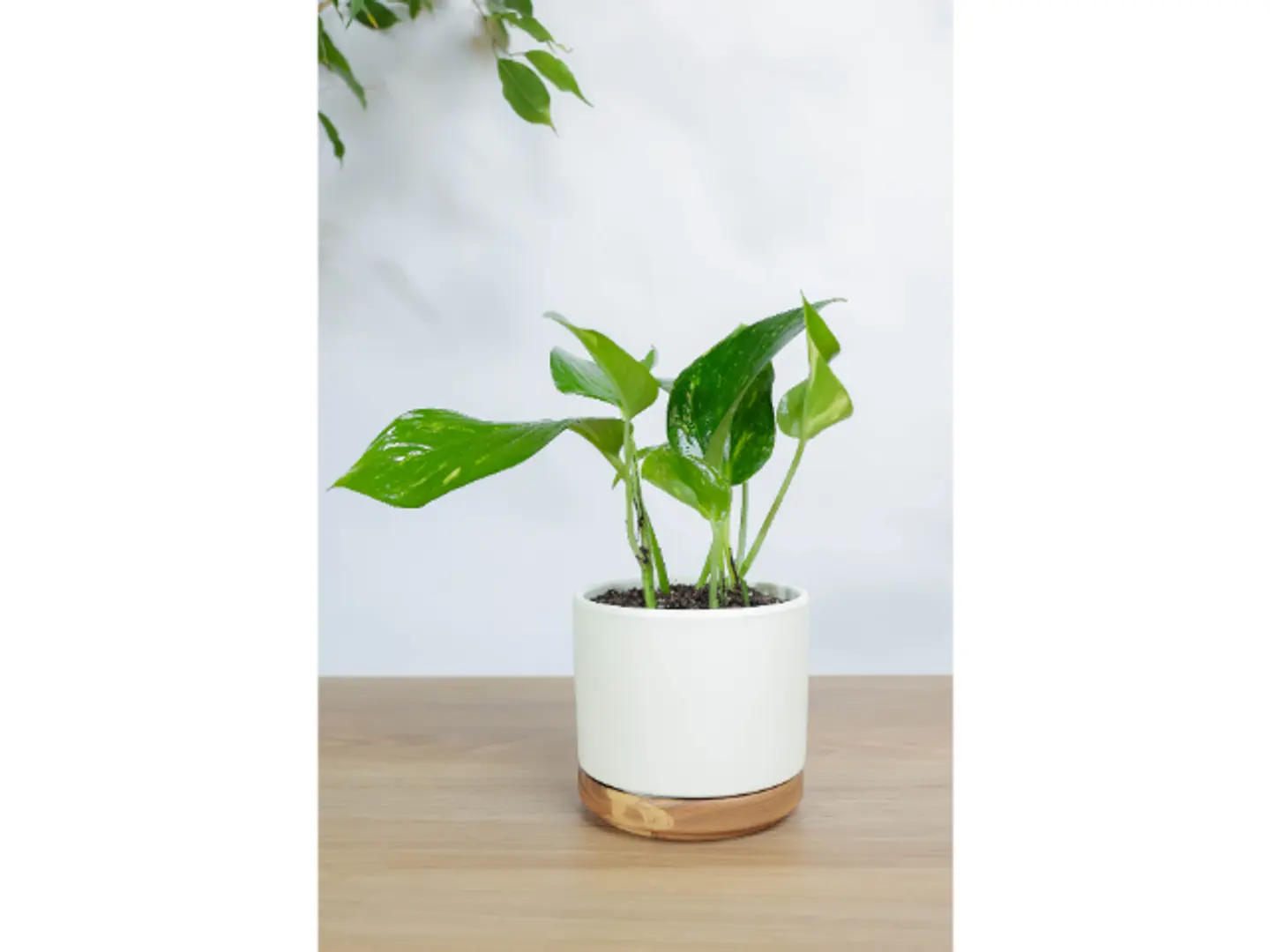 نبتة بوتس في اصيص سيراميك ابيض بقاعده خشبيه