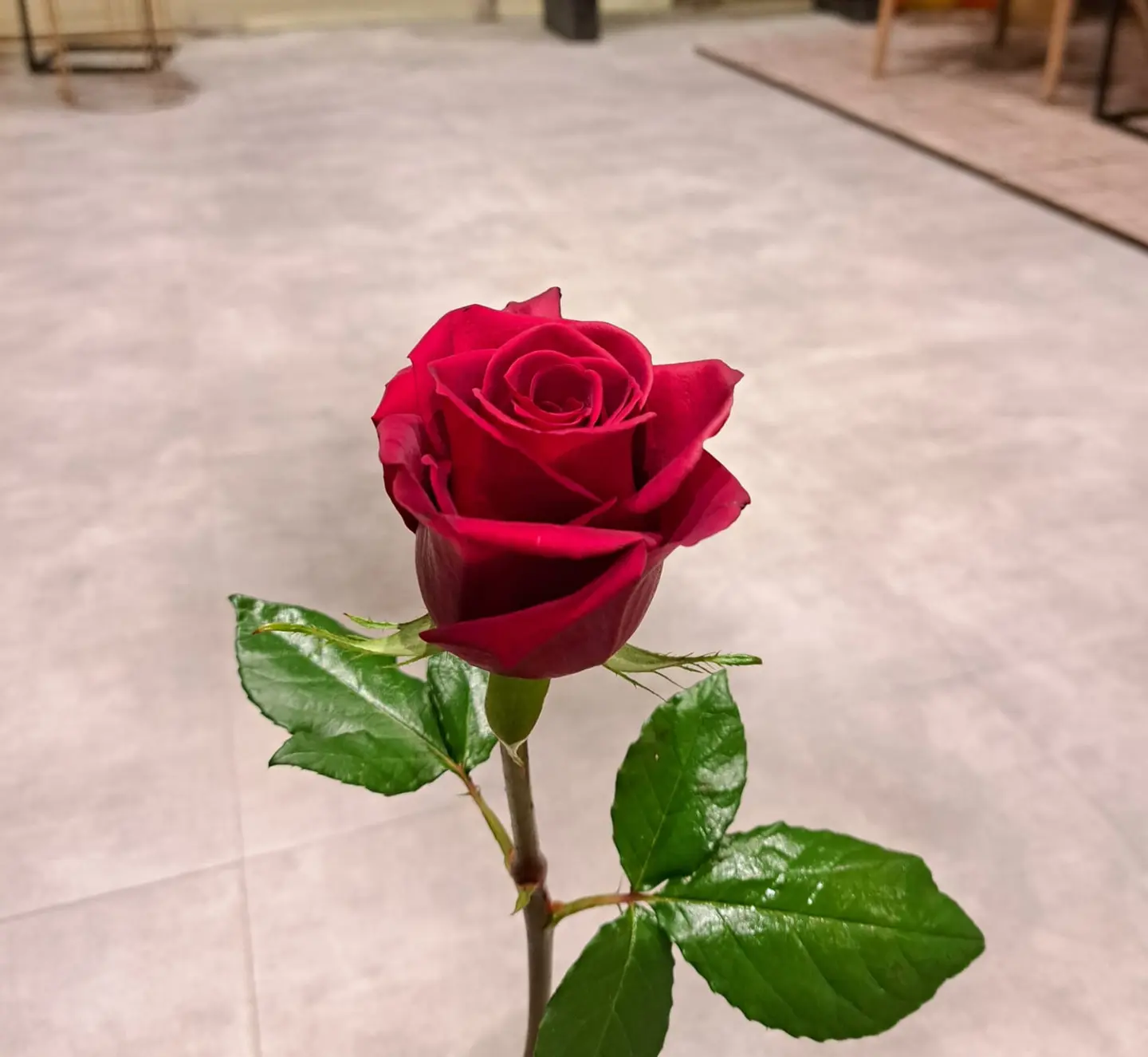 ورده جوري احمر