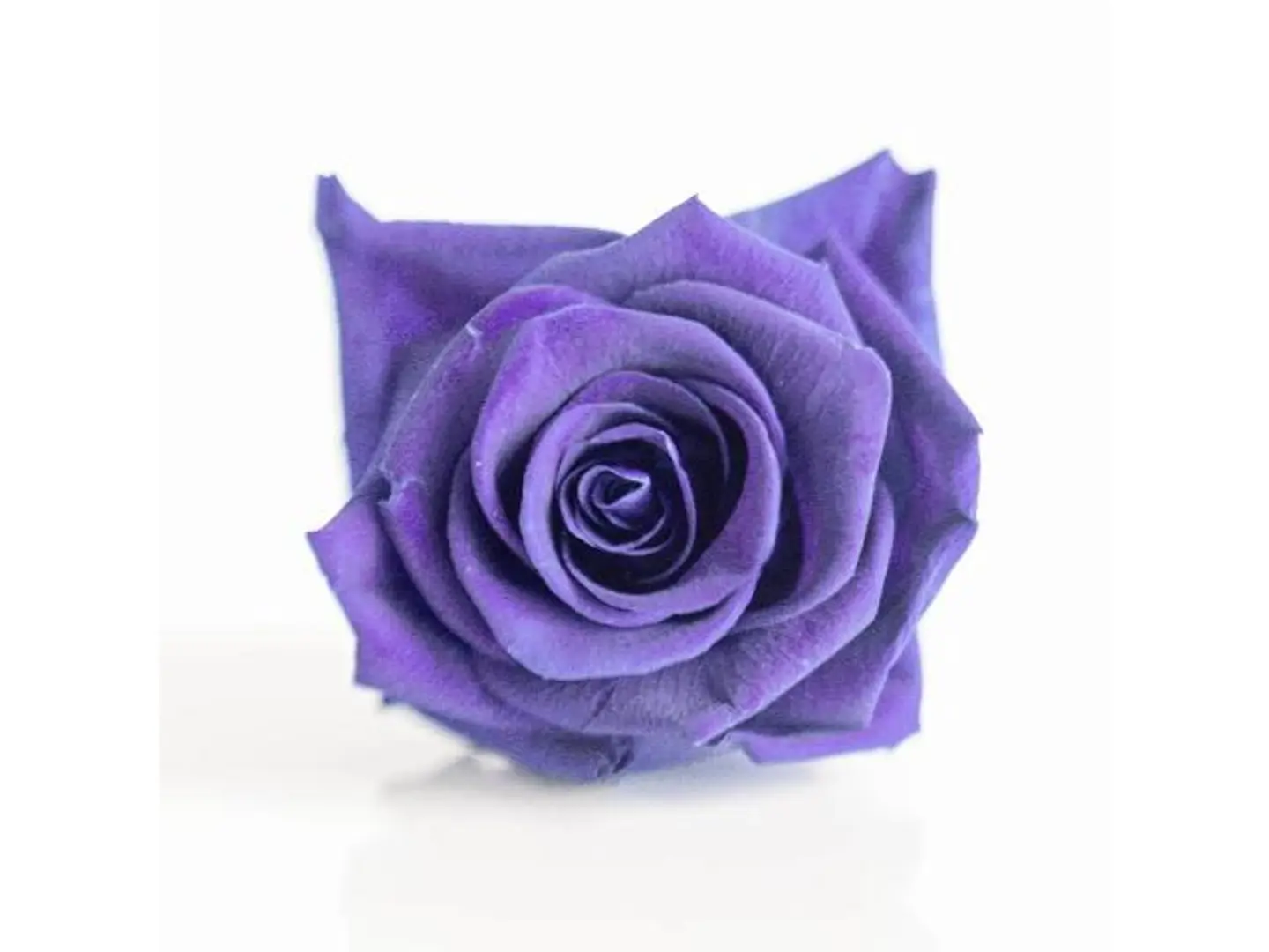 Purple Rose