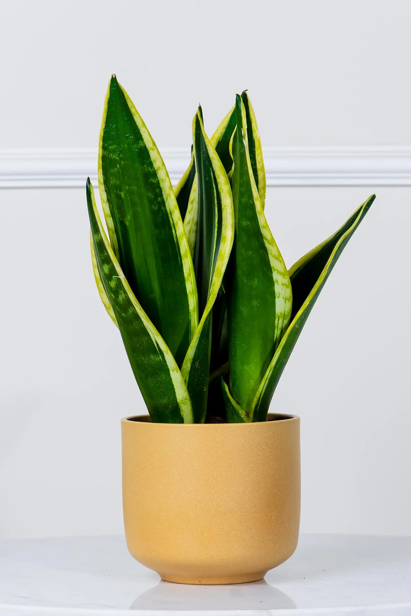 نبتة جلد النمر أنيقة في أصيص سيراميك أصفر