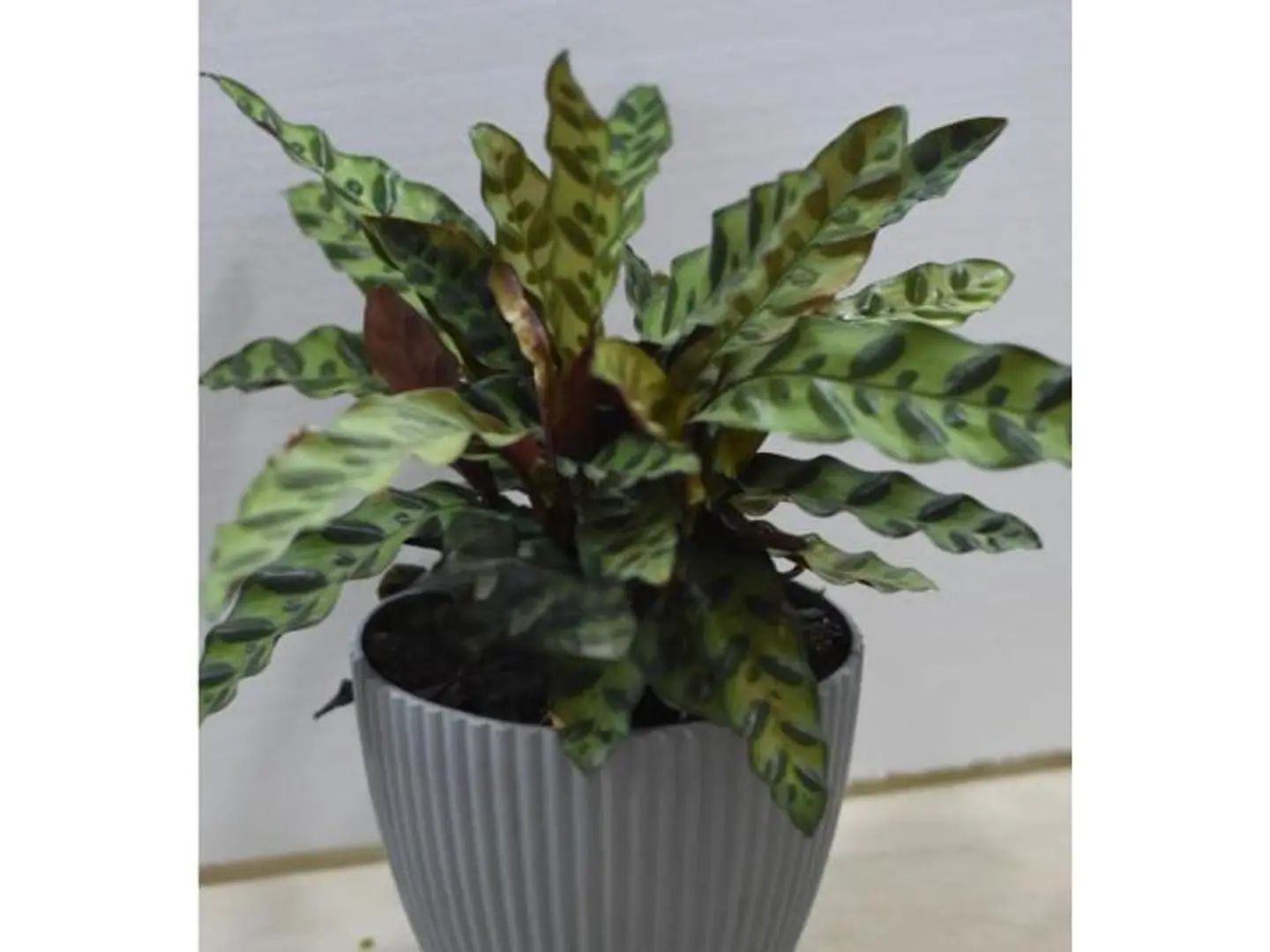 Calathea Ratelsnik