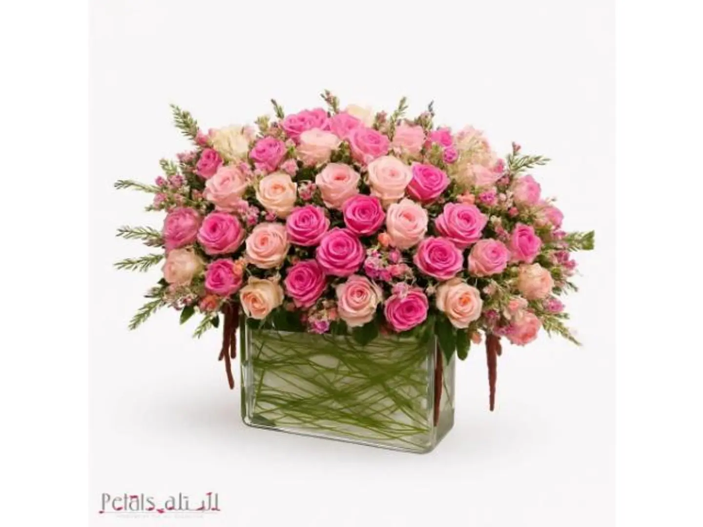 نسمات الصباح