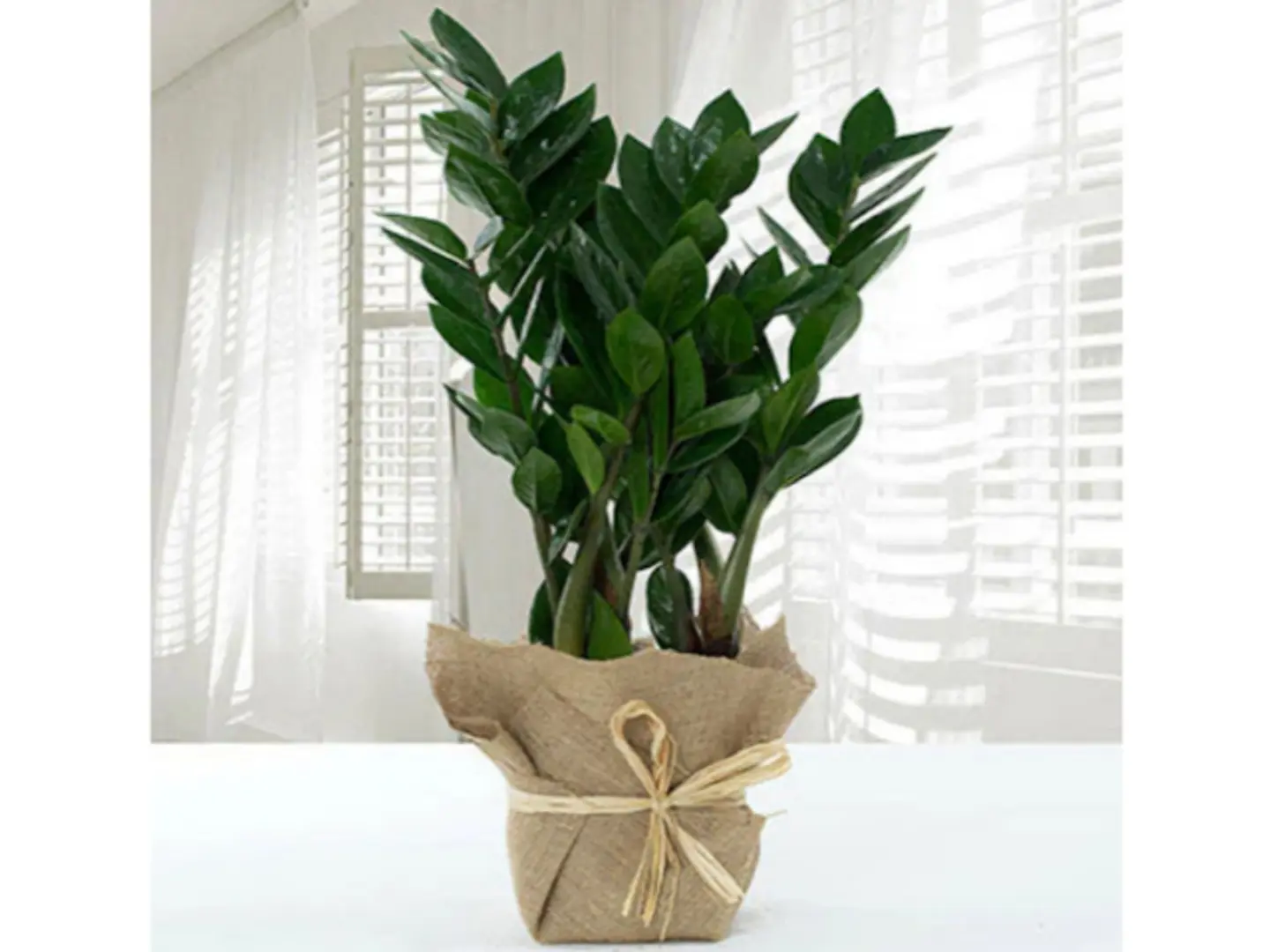 نبات زاميا ملفوف بالجوت في وعاء