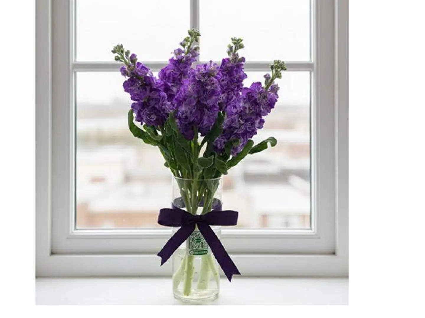 العاطفة الأرجوانية