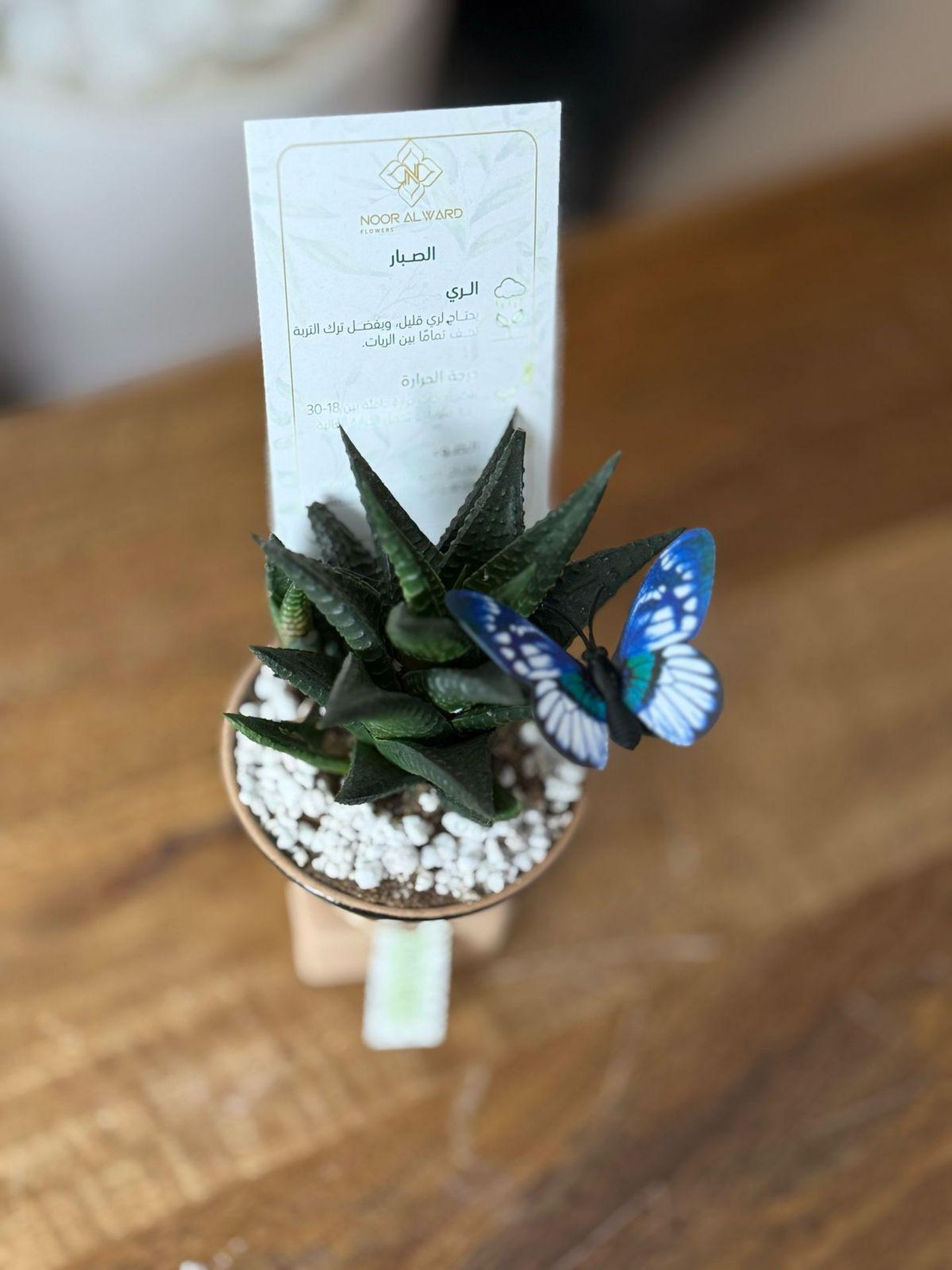 Cactus B