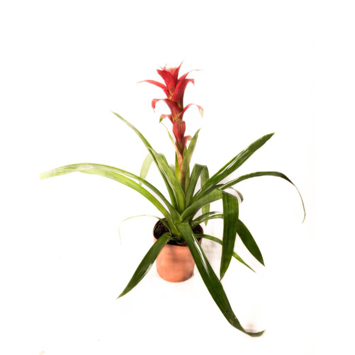 Guzmania