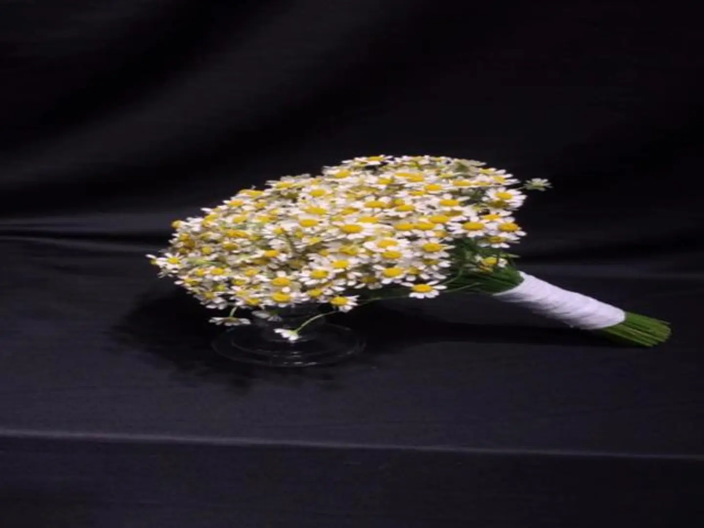 مسكة البابونج الصفراء