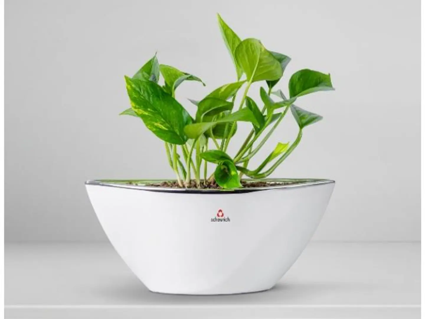 Scindapsus Plant Planted In A Ceramic Pot