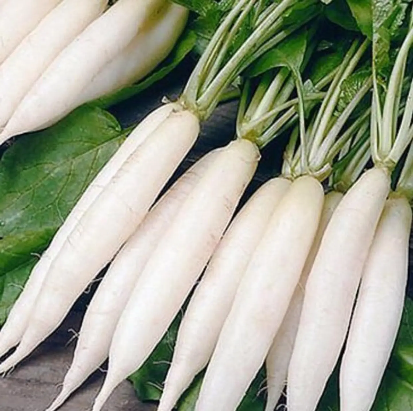 ربطه فجل رويد