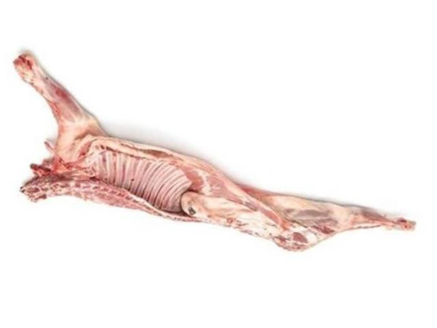 Half Raw Naemi Sheep