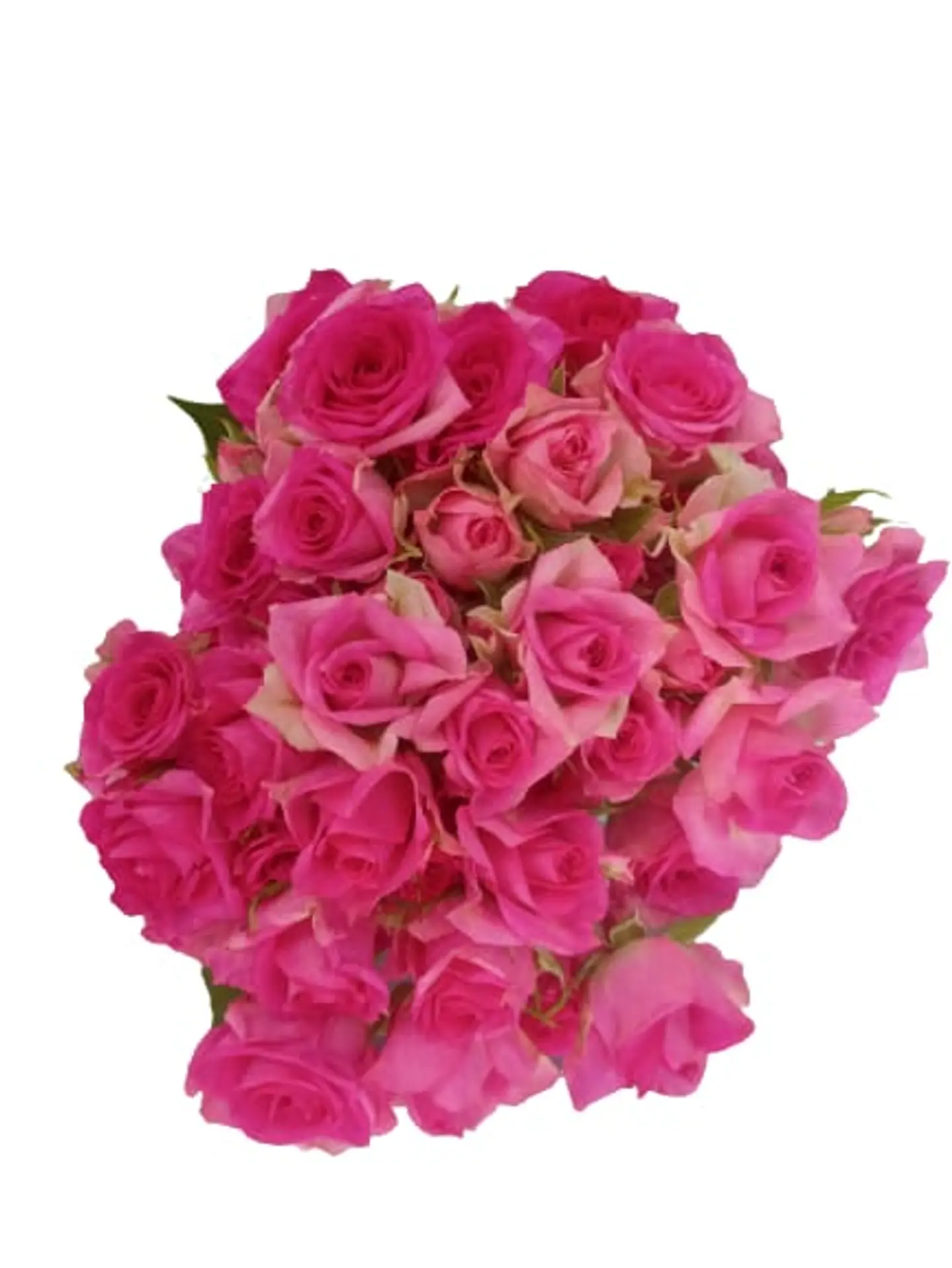 A36 Pink Spray Rose 10 Stem