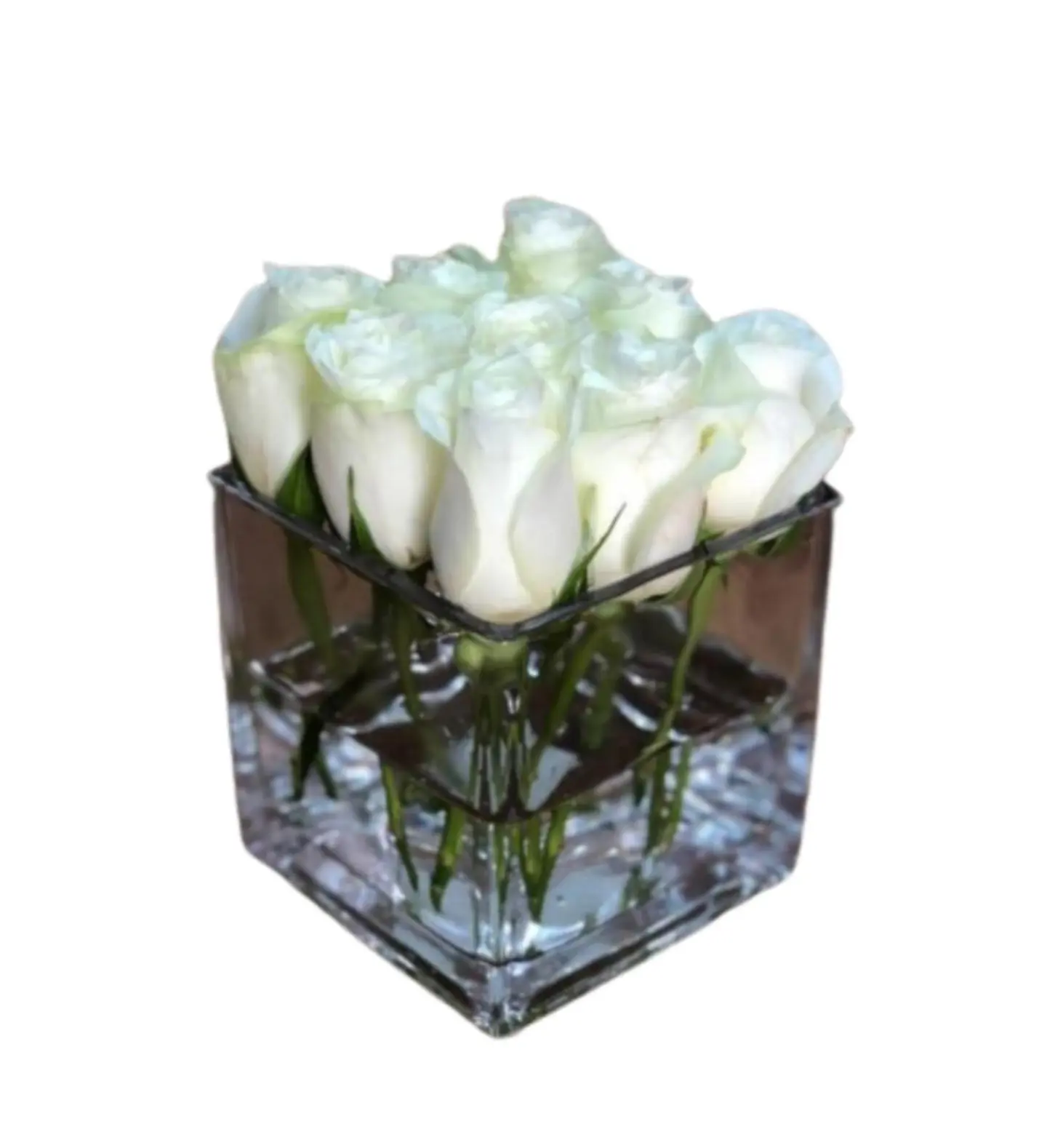 فازة السلام