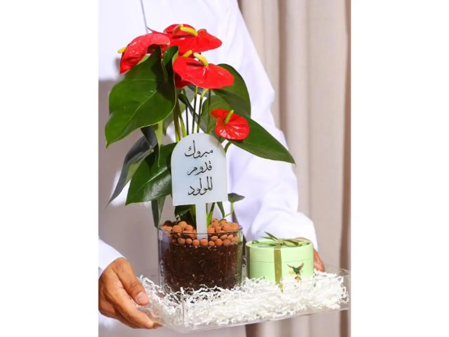 هدية الانتوريوم الأحمر وشوكلت من آنوش