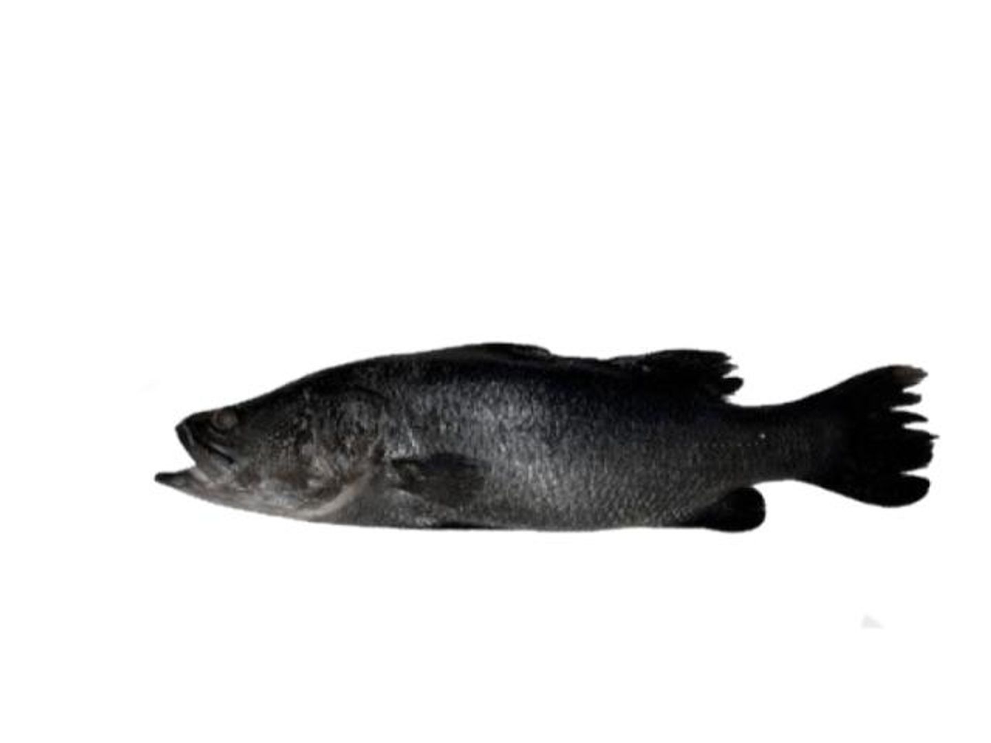 Black Bass 1 Kg