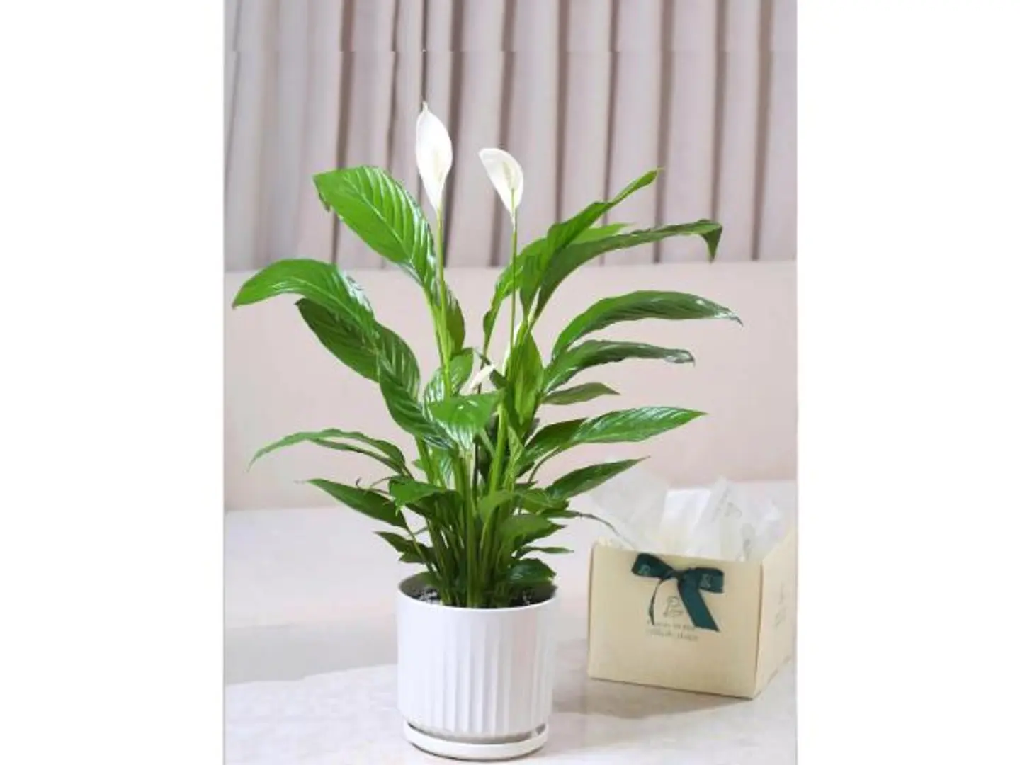 هدية الأشرعة البيضاء الكبيرة