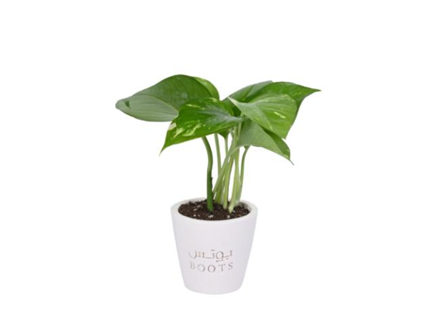 49  Pots Plant In White Pottery