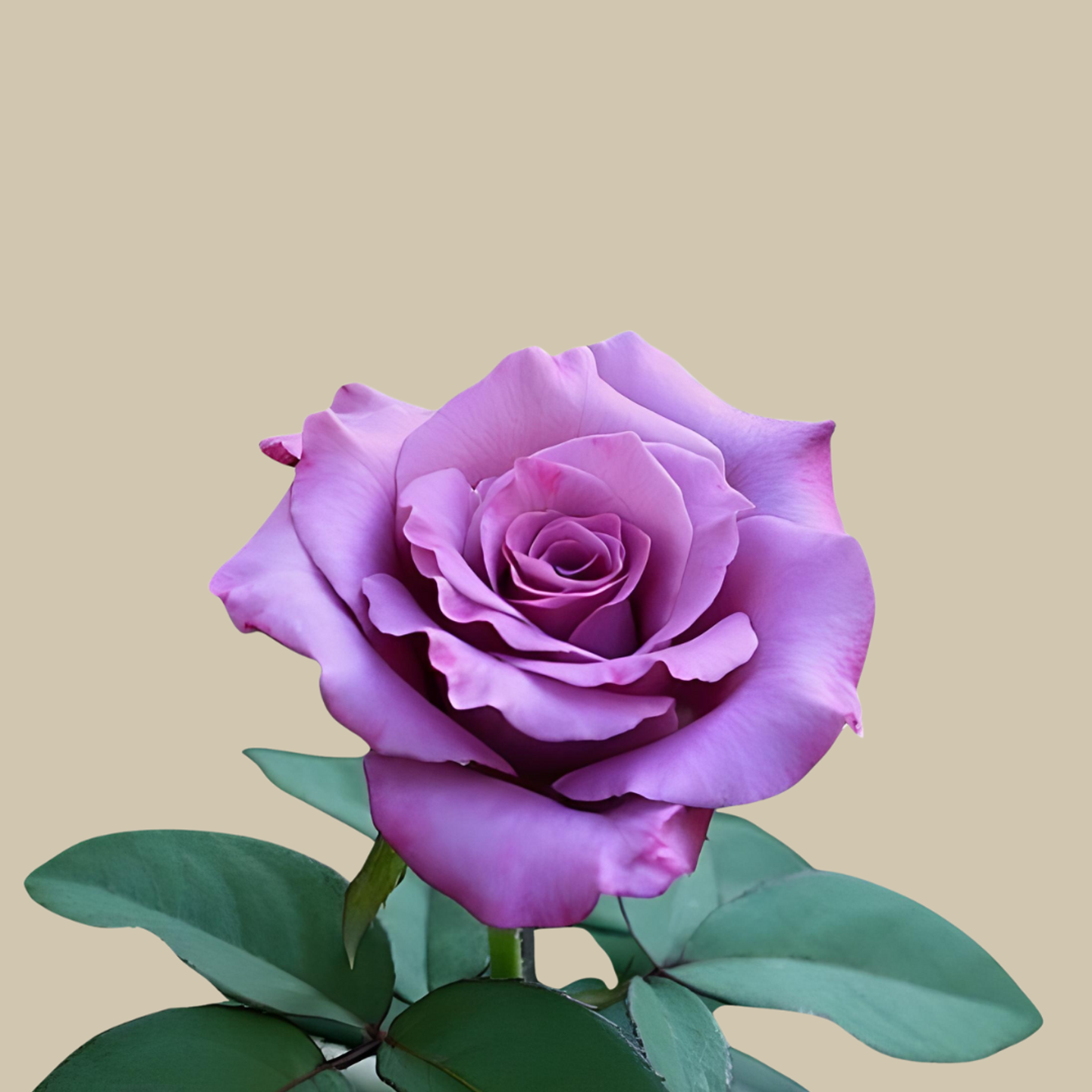 Rose Gori Move