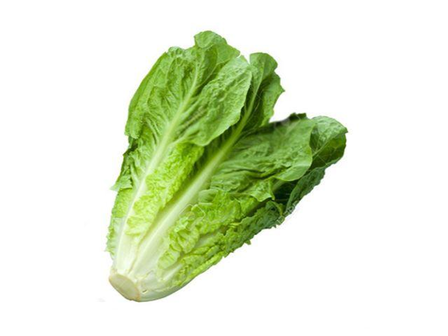 Country Lettuce