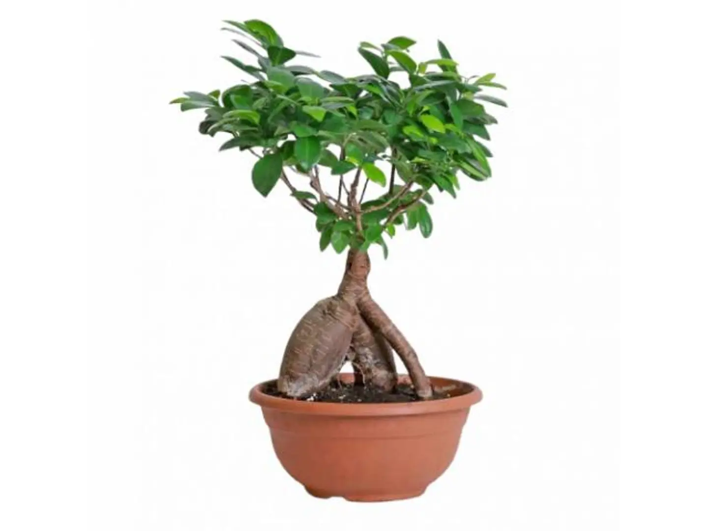 Bonsai Plant , 30 Cm