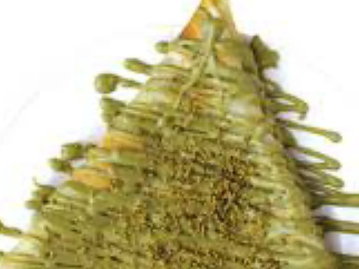 Pistachio Crepe