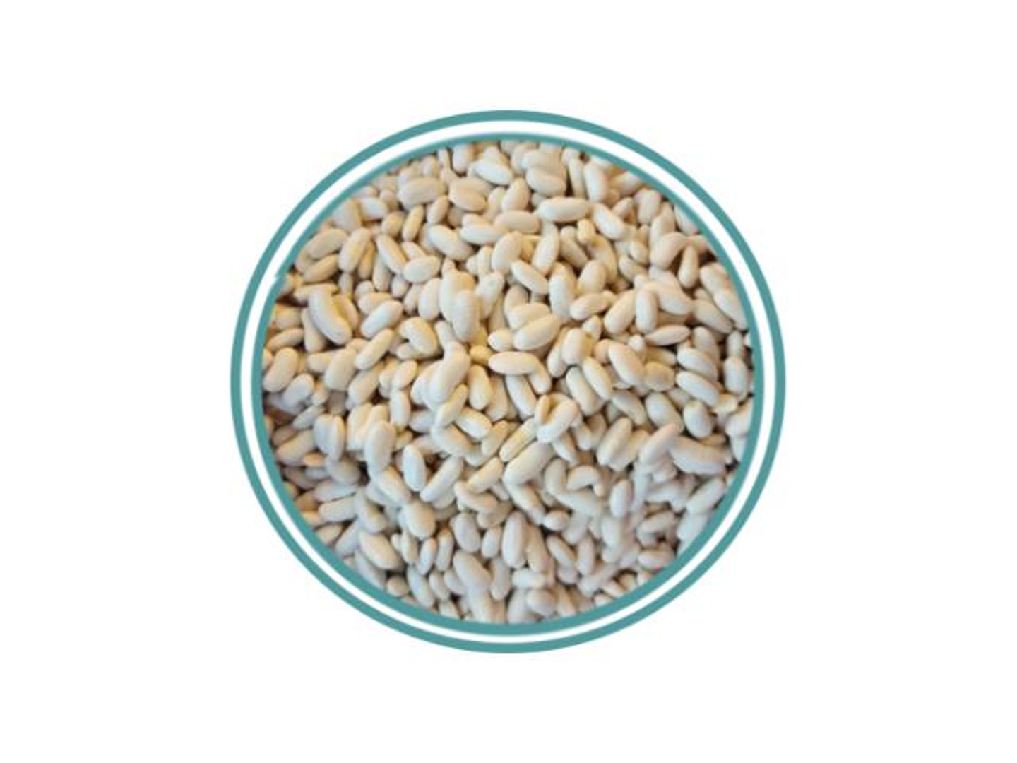 فاصوليا ابيض مصري