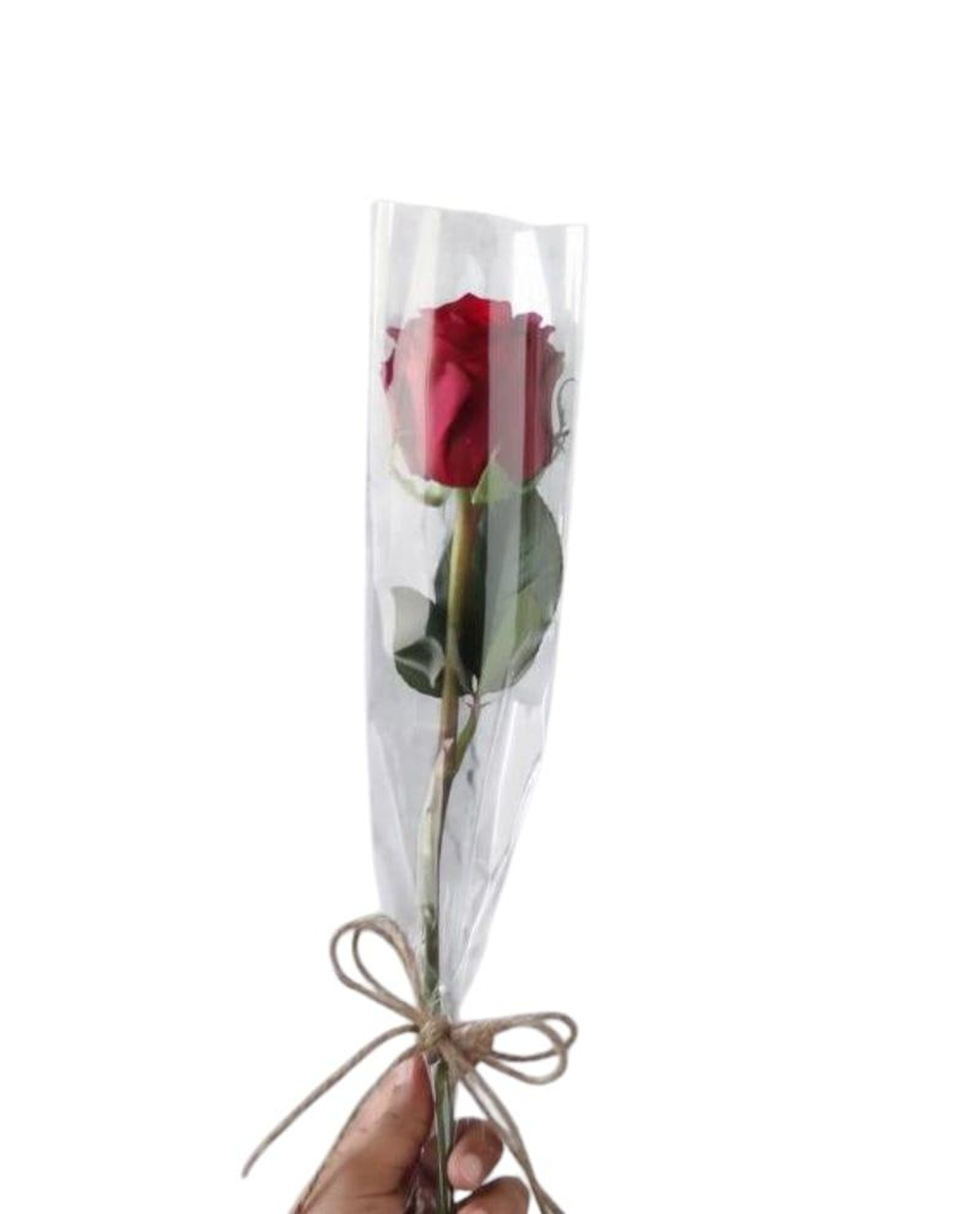 ورده حمراء مع تغليف شفاف