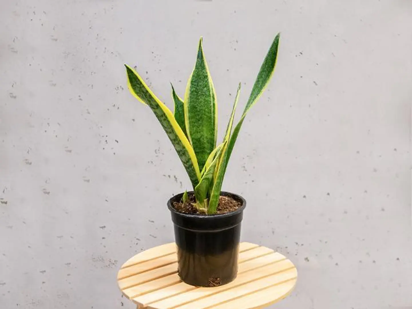 Sensevera Plant 35cm