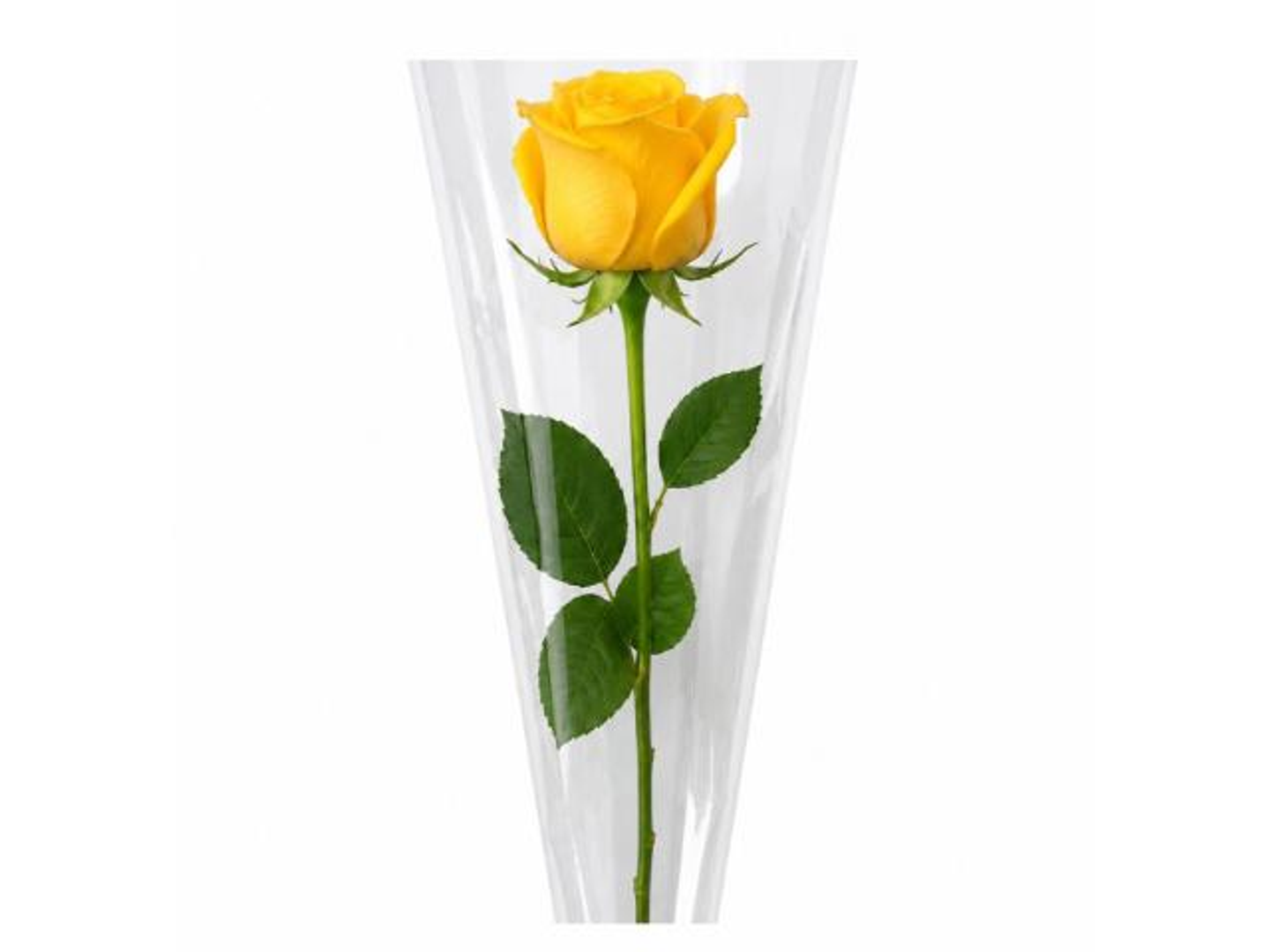Yellow Rose Stem