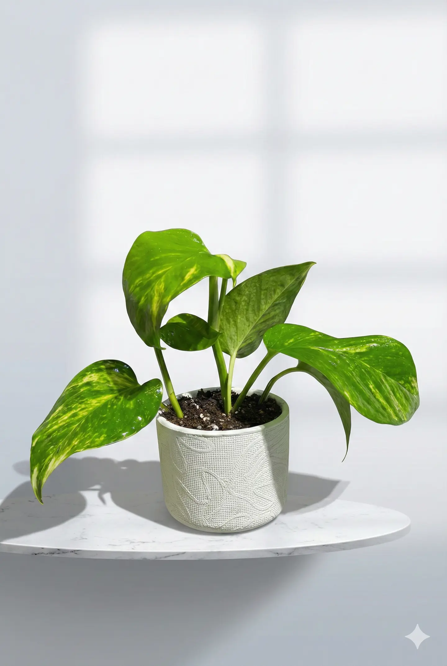 نبتة اسكندابسوس