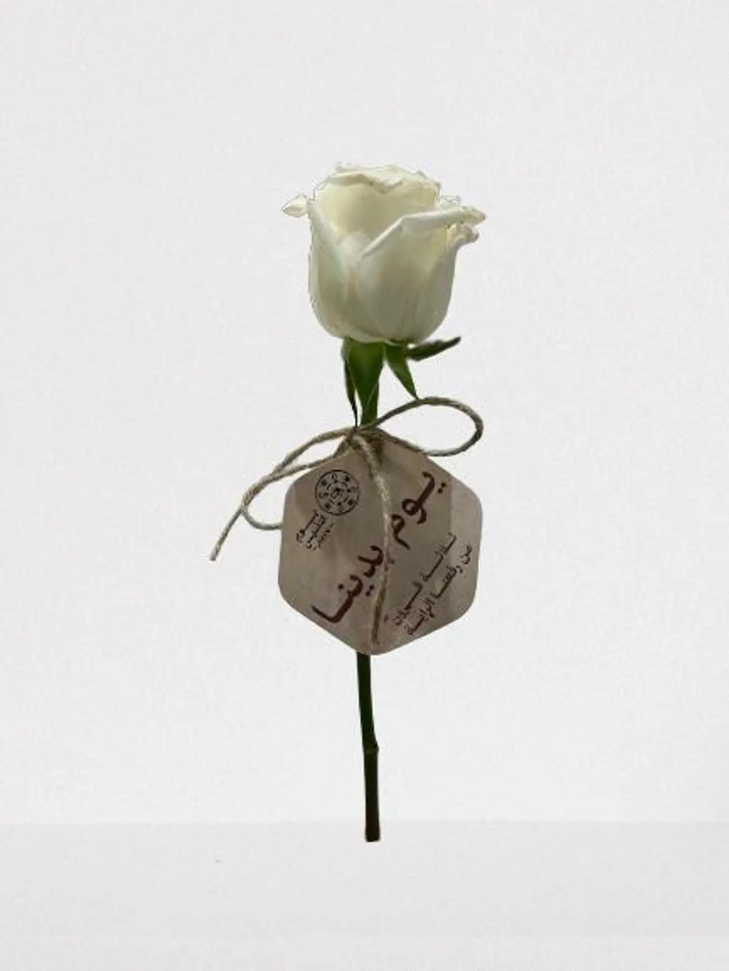 Founding Day Rose