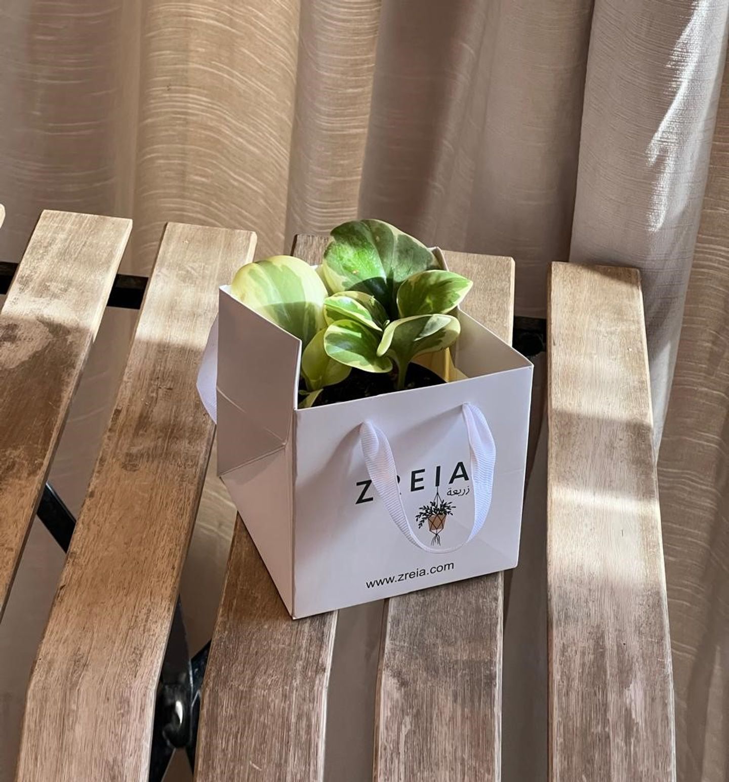 Speckled Peperomia Prepared In A 12cm White Zreia Package