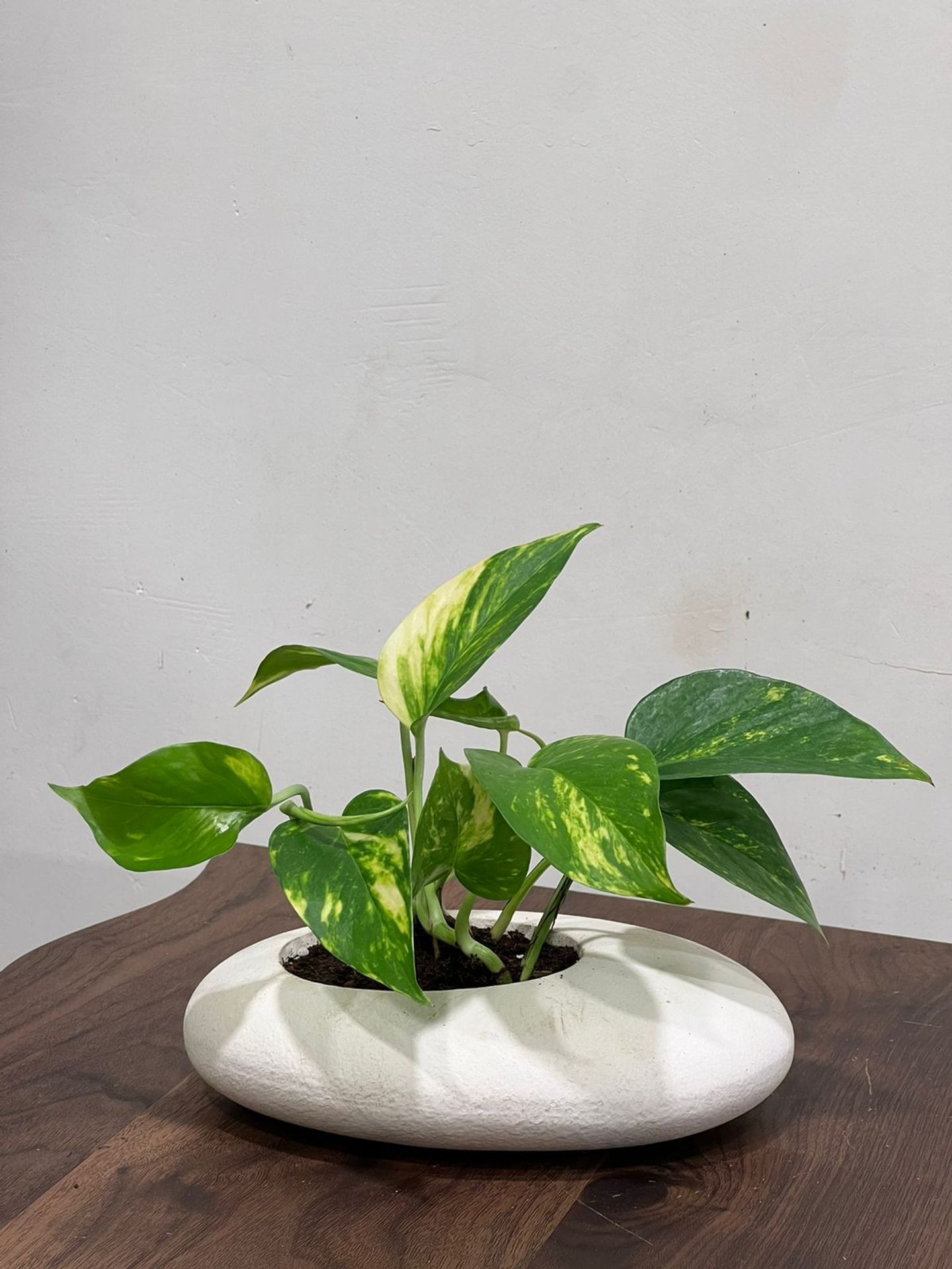 Pothos Plant In An Elegant White Tub 256