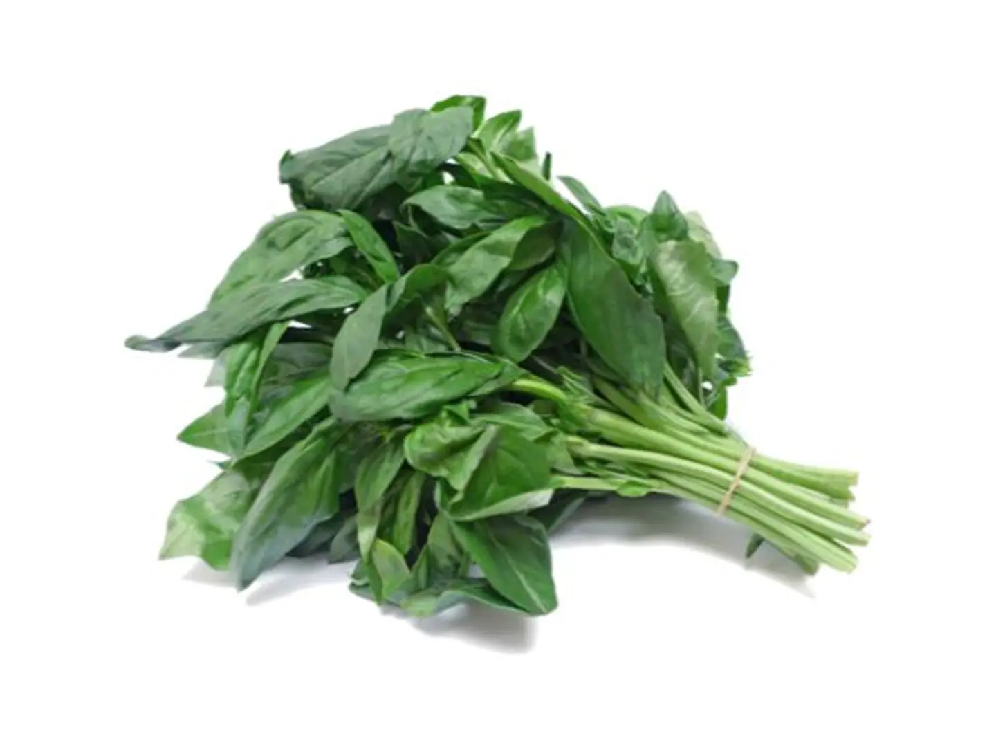 Basil Herb