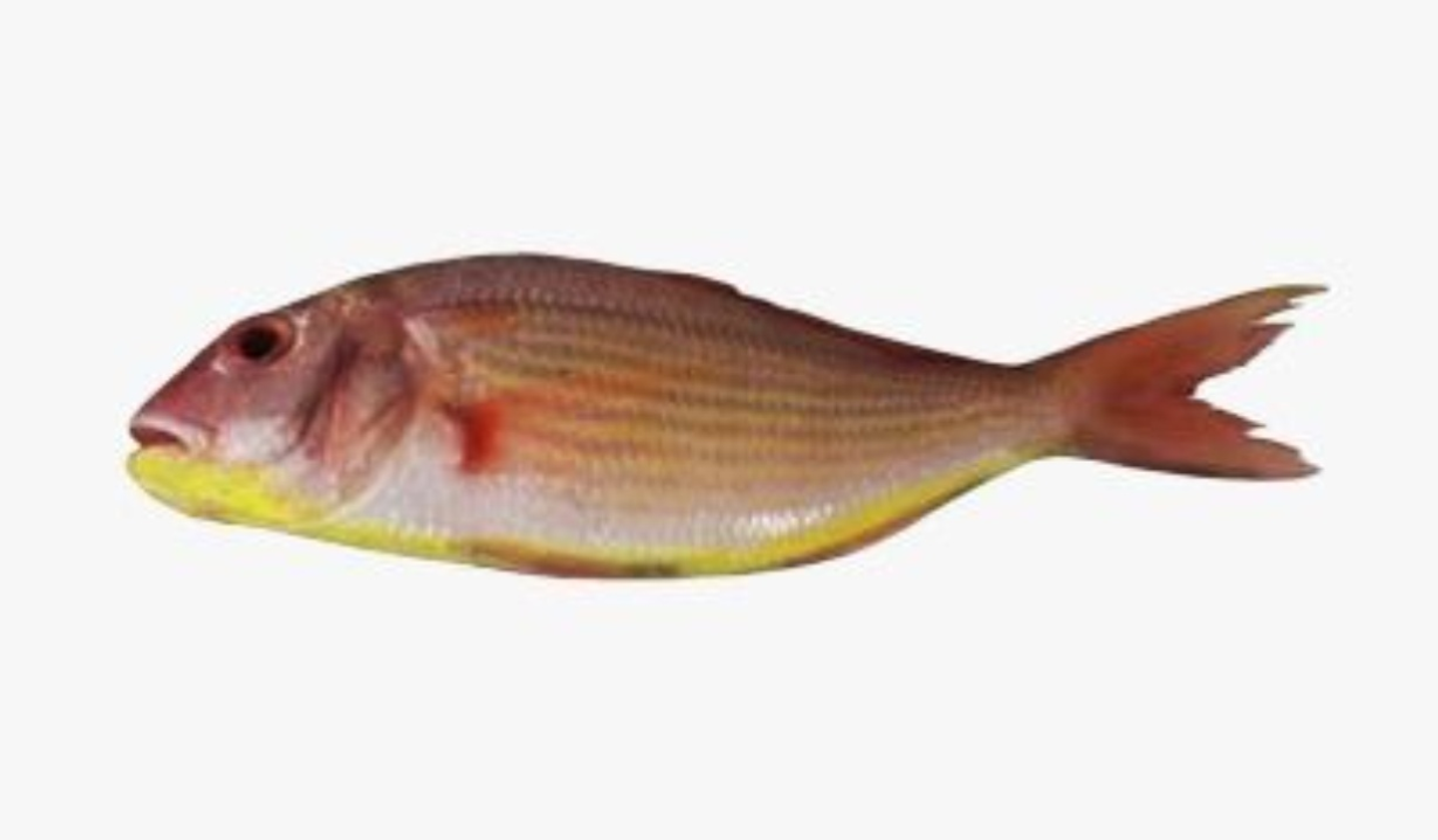 Grilled Fish Sara 900 1200g