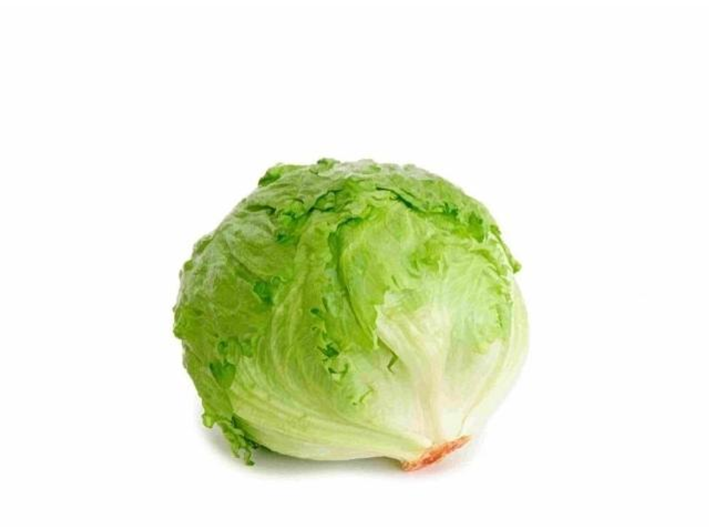 Iceberg Lettuce