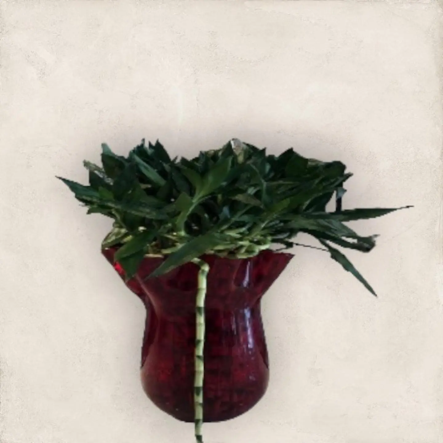 Bamboo Plant