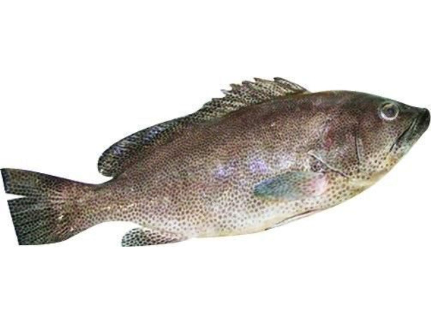 هامور